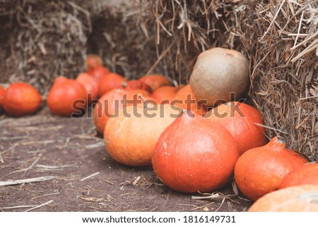 A variety of colorful squashes and pumpkins on the ground with the hay stacks, seasonal greetings postcard concept, toned