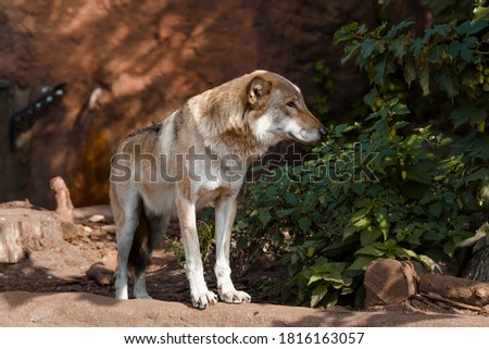 Portrait of a wolf in a natural environment in nature. Close - up of the animal.
