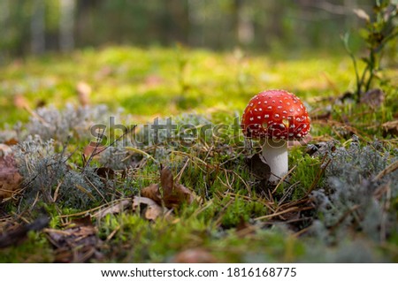 Mushrooms in the pine forest