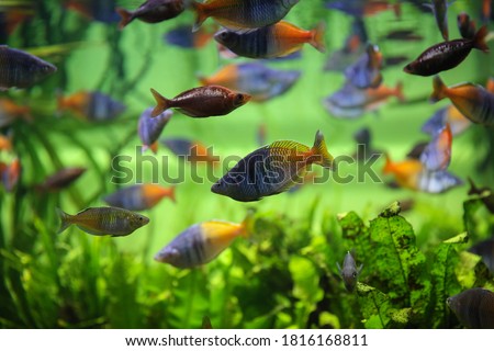 Boeseman's rainbowfish - Melanotaenia boesemani. Fish in the aquarium. Fish under water. 
Blur.