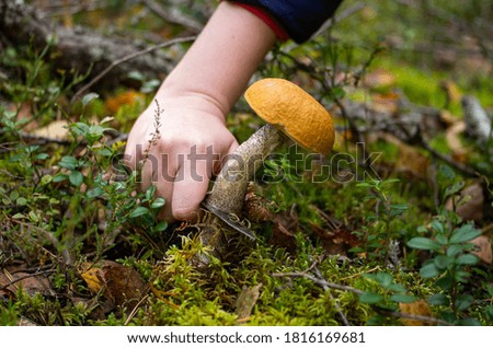 Finding a mushroom in the forest