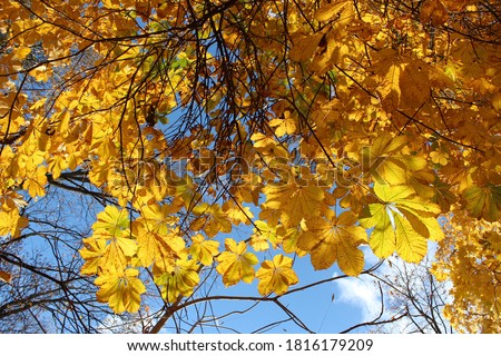 Golden autumn: bright yellow autumn chestnut tree foliage on a background of blue sky in the park in October, beautiful autumn picture