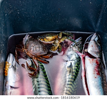 A fresh catch of mackerel and crabs in a bucket. Picture from Malmo, Sweden