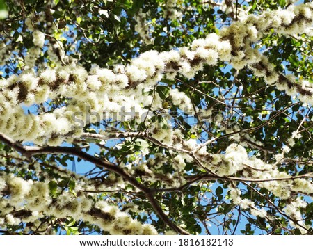 Flower covered branches of the Brazilian grape tree or Jaboticaba (Plinia cauliflora) contrasting with the blue sky in the background.