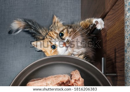 Top view of desperate cat trying to get to a food bowl filled with ground chicken meat. The cat is standing on the hind legs. Concept for raw food diet for cats or feeding time. Selective focus. Royalty-Free Stock Photo #1816206383