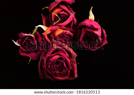 Dried red rose flowers on black background.