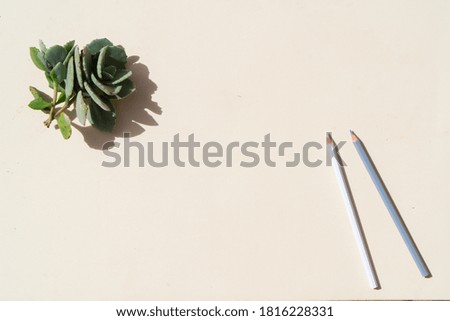 summer stationery mock-up scene. Sussulent plant and pencils on beige textured table background.