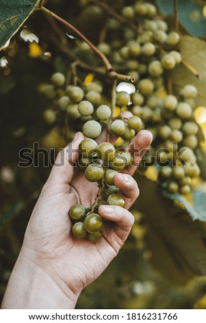 Ripe white grape variety ripe on branch. Female hand holds bunch of grapes. Harvesting concept, autumn.