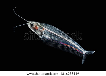 Photo of an asian glass catfish, species name Kryptopterus bicirrhis swimming against a dark background Royalty-Free Stock Photo #1816233119