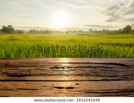 A front selective focus picture of wooden board beside green natural rice field in the morning sunrise.