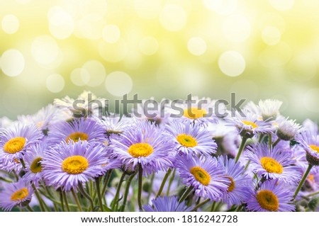 blue daisies outdoors close-up, summer sunny background