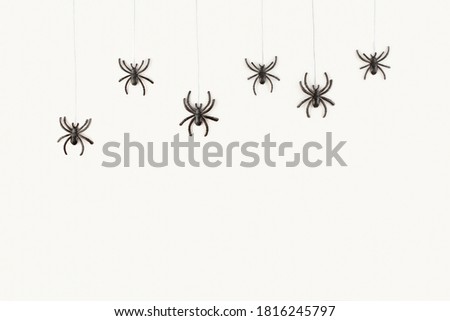 Halloween background with the spiders on white background. Flat lay, top view