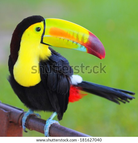Colored Toucan. Keel Billed Toucan, from Central America.