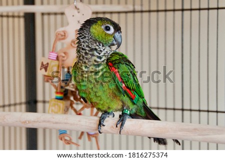 Happy baby Black capped conure Royalty-Free Stock Photo #1816275374