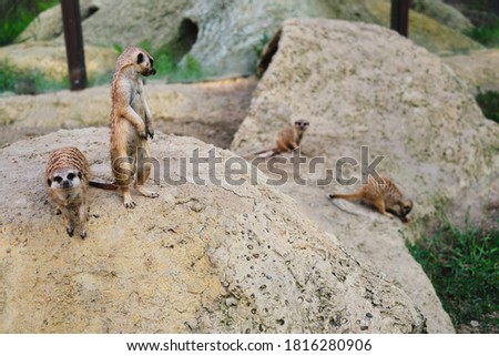 meerkat in the zoo enclosure