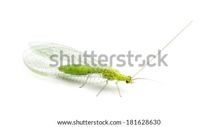 View from up high of a Common green lacewing, Chrysoperla carnea, isolated on white Royalty-Free Stock Photo #181628630