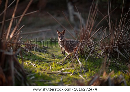 A Kangaroo looking towards the camera