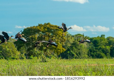 Birds in the Mato Grosso wetland, Pocone, Mato Grosso, Brazil on June 14, 2015.