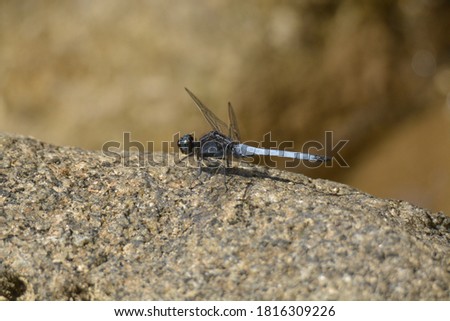 A dragonfly  is an insect 