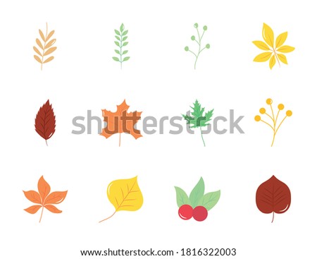 icon set of maple leaf and autumn leaves over white background, flat style, vector illustration
