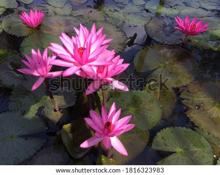 Pink lotus in the middle of the nature