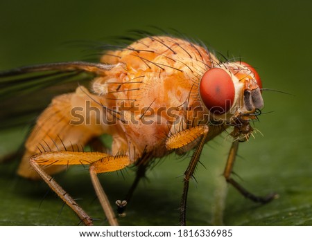 Macrophotography of a Common fruit fly (Drosophila melanogaster). Royalty-Free Stock Photo #1816336985