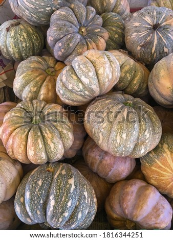 Fresh Pumpkins for sale. Selling Pumpkins in the market.Fresh healthy pumpkins on farmer agricultural market


