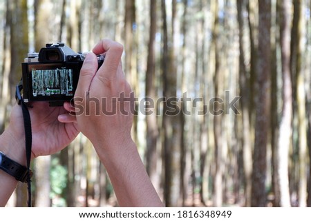 Scenario people taking a pine forest photo using his camera.