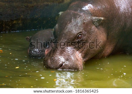 A dwarf species of hippopotamus in a zoo
