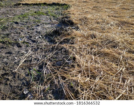 Photo of clay and straw, straw placed on the ground so that the soil becomes fertile.