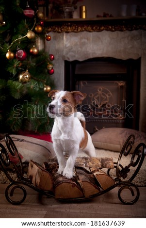 Jack Russell puppy, fireplace