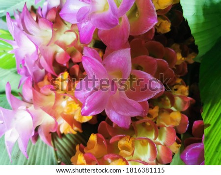 Siamese flowers, pink, yellow, thick, fresh petals (Pathumma pink, yellow, sweet memory) very strong, beautiful