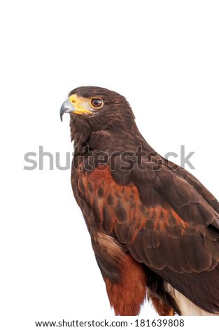  Portrait of  Harris's brown hawk isolated on a white background