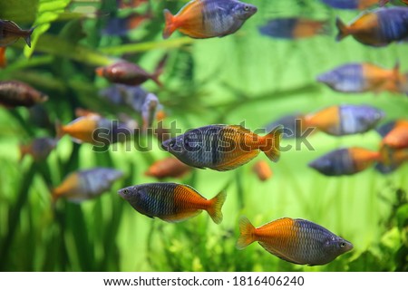 Boeseman's rainbowfish - Melanotaenia boesemani. Fish in the aquarium. Fish under water. 
Blur. Royalty-Free Stock Photo #1816406240