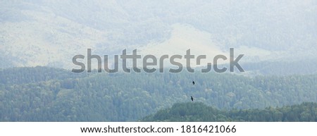 Flying birds against the background of distant mountains covered with green taiga.