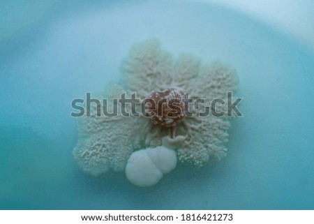Fungi culture on petri dish plate. Macro. Mycelium of mushrooms on agar in a petri dish.