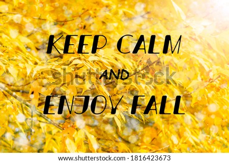 Autumn branch with yellow beech leaves decorate beautiful nature bokeh background Hello autumn, september, october, november, Nature concept Inspiration quote KEEP CALM AND ENJOY FALL