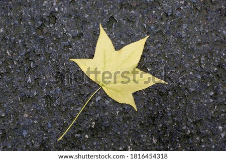 Maple, beautiful leaf, in Korea