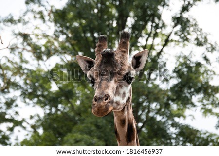 portrait of a giraffe animal