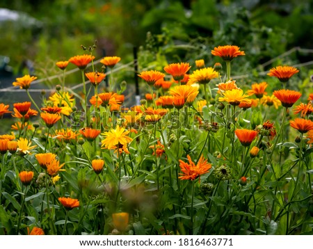 Colorful group of common marigolds or pot marigolds, Calendula officinalis, low maintenance garden flowers growing in autumn garden, closeup with selective focus