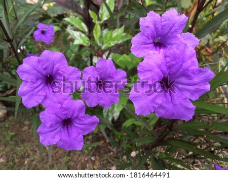 Waterkanon,Acanthaceae,Small beautiful purple flowers in the garden