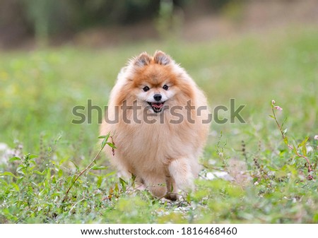 young pomeranian, picture in the nature, in autumn