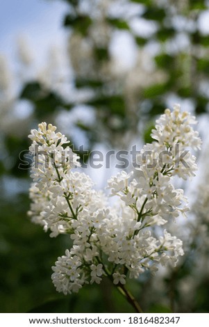Branch of blossoming white lilac on a sunny day close up on a blurred background.