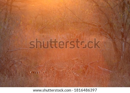 cheetah walking through the bushveld