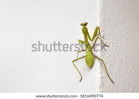 Mantis on the wall with copy space on the left side. 