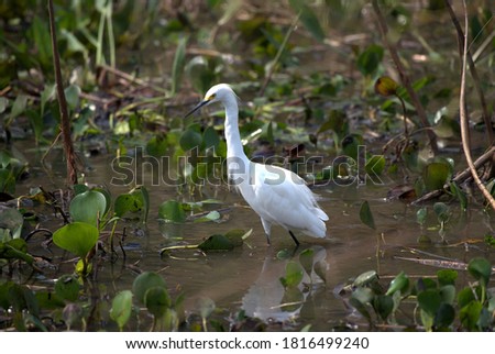 The snowy egret (Egretta thula) is a small white heron and is the Americas'  counterpart to the very similar Old World little egret.