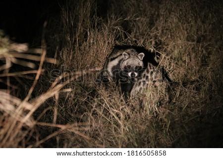an African civet at night