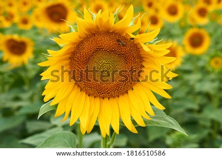 Sunflower natural background. Sunflower blossoms. Sunflower close-up. Sunflower oil.
