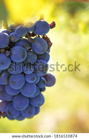 Single bunch of Croatina grapes for vine Bonarda, Oltrepo Pavia, Pavia, Italy. Autumn harvesting vineyard, selective focus
