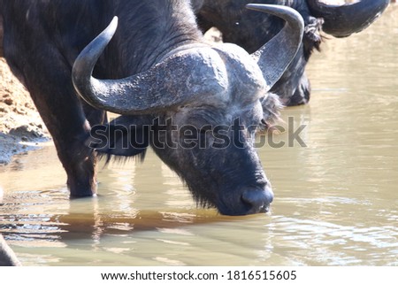 a cape buffalo drinking water 